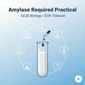 GCSE Biology Amylase Required Practical Worksheet | KS4 | AQA | OCR | Edexcel | PDF Digital Download