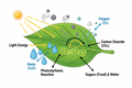 AQA GCSE Biology Photosynthesis Required Practical Worksheet | KS4