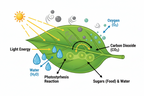 AQA GCSE Biology Photosynthesis Required Practical Worksheet | KS4 | PDF Digital Download